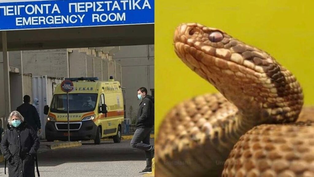 Φίδι δάγκωσε φοιτητή στο κέντρο πόλης – Νοσηλεύεται στο νοσοκομείο – Που είχε κρυφτεί το ερπετό