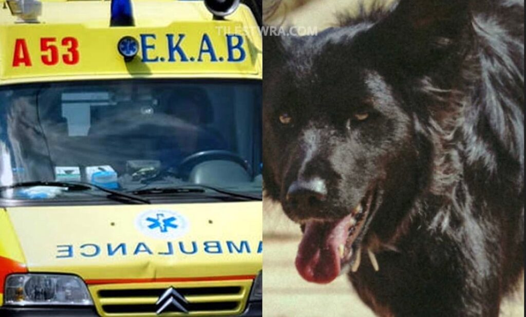 Σκύλος επιτέθηκε σε 6χρονο και του έκοψε το αυτί
