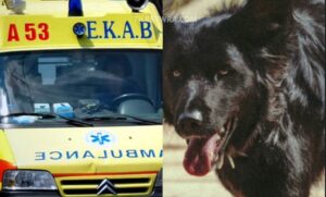 Σκύλος επιτέθηκε σε 6χρονο και του έκοψε το αυτί