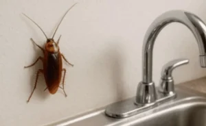 Βλέπεις κατσαρίδες σπίτι; Το λάθος που κάνεις και έρχονται μέσα – Ειδικοί προειδοποιούν: «Σταμάτα αμέσως να βάζεις 1 πράγμα σπίτι, δεν είναι φαγώσιμο!»