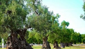 Ελιές στην Ελλάδα, ακόμη και αν δεν τις μαζεύουν ή δεν βγάζουν λάδι – Πρέπει να κάνουν 1 πράγμα αλλιώς πληρώνουν