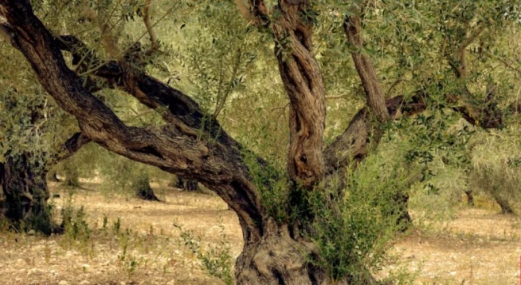 Τραγωδία στην Κρήτη: Νεκρός άνδρας σε αγροτικό δυστύχημα