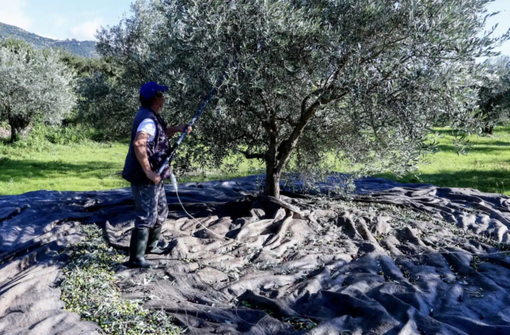 «Βόμβα» για όσους έχουν ελιές στην Ελλάδα ακόμη και αν δεν μαζεύουν ή δεν βγάζουν λάδι – Πρέπει να κάνουν άμεσα 1 πράγμα αλλιώς
