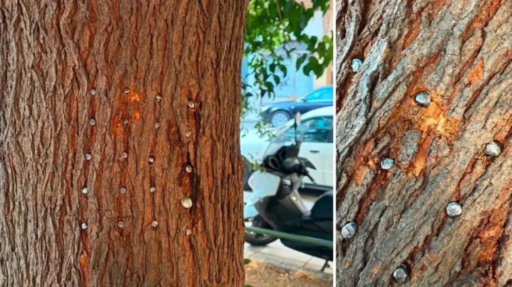 Άγνωστος κάρφωσε 20 μεγάλα καρφιά σε μουριά στη Θεσσαλονίκη