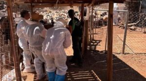 Κρήτη: Πρώτος μαζικός έλεγχος της ΑΑΔΕ για τις αγροτικές επιδοτήσεις – Δεν προσήλθαν οι 120 από τους 195 κτηνοτρόφους  
