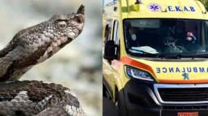 Χανιά: Στο νοσοκομείο 13χρονος μετά από δάγκωμα φιδιού