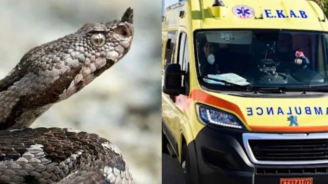 Χανιά: Στο νοσοκομείο 13χρονος μετά από δάγκωμα φιδιού