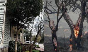 Ποια είναι τα δέντρα που μπορούν να γίνουν «ασπίδα» για το σπίτι σας απέναντι στις φωτιές