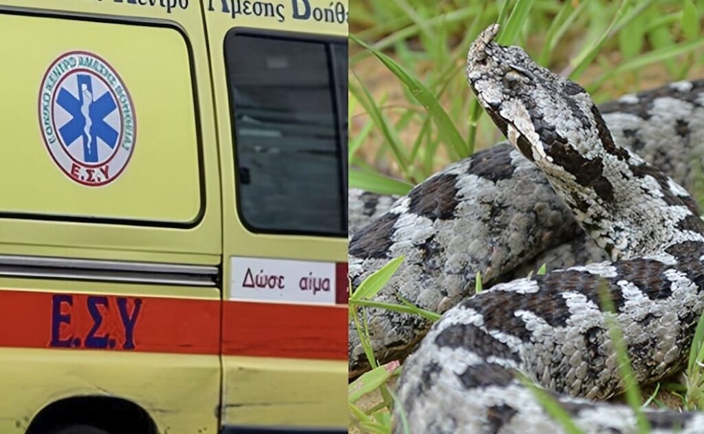 Οχιά δάγκωσε 18 μηνών βρέφος και τον 14χρονο αδερφό του