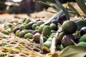 Τpαγωδία: Πήγε από την Αθήνα να μαζέψει τις ελιές του και βρέθηκε νεκρός, σoκ ποιος είναι