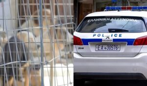 Είχε στο σπίτι της 120 σκυλιά, 70 γάτες και… 10 κατσίκες – Συνελήφθη 54χρονη