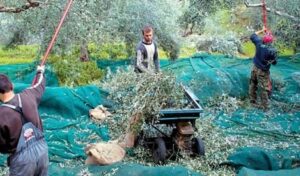 Παραγωγός: «Μας ζητάνε 60 ευρώ μεροκάματο ελιάς, με κρουασάν-φρέντο πρωινό και κοτόπουλο μεσημεριανό με μπύρα»