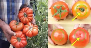 Πώς να ξεχωρίσετε τις φυσικά ώριμες ντομάτες από τις χημικά επεξεργασμένες